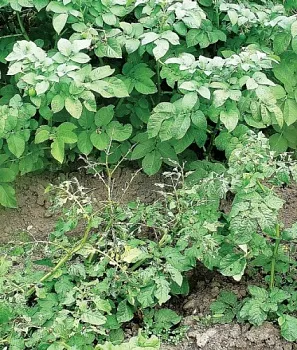 Устойчивые сорта в защите картофеля от вредителей