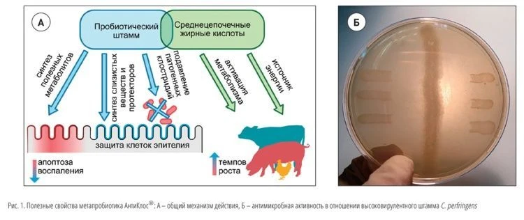 АнтиКлос®: доятся больше, плодятся лучше