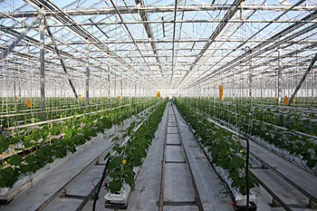Четыре гектара новых теплиц для выращивания овощей по технологии «Светокультура» заложили в Нижнем Новгороде