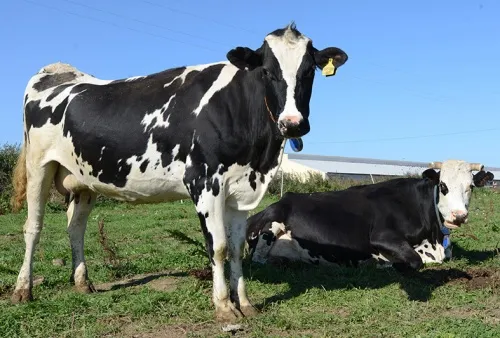 Племенной органический молочный скот на продажу