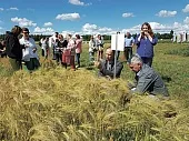 Какой сорт лучше?