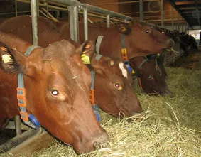 Распространение микотоксинов в кормах для крупного рогатого скота