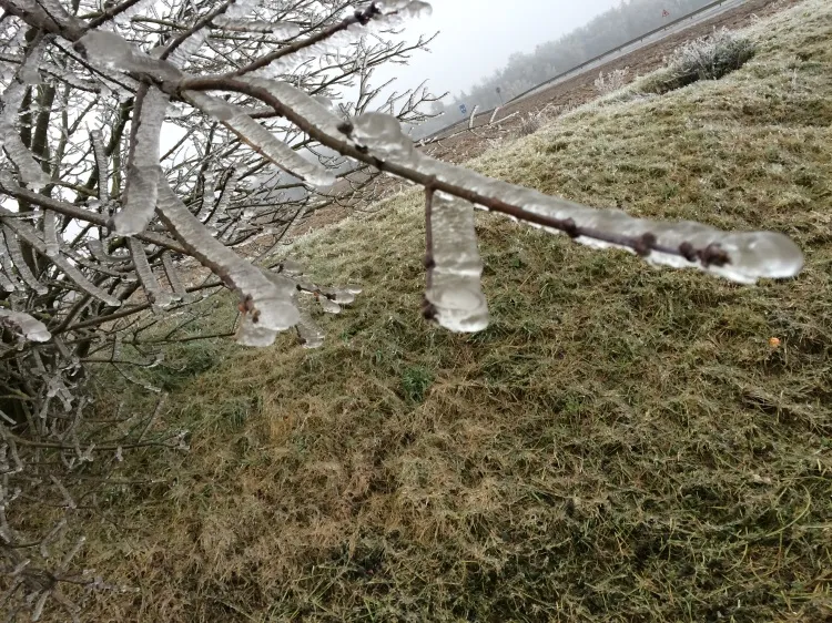 Чем опасен ледяной дождь и как помочь деревьям в саду