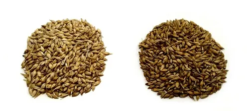 Влияние фунгицидов на качество фуражного зерна