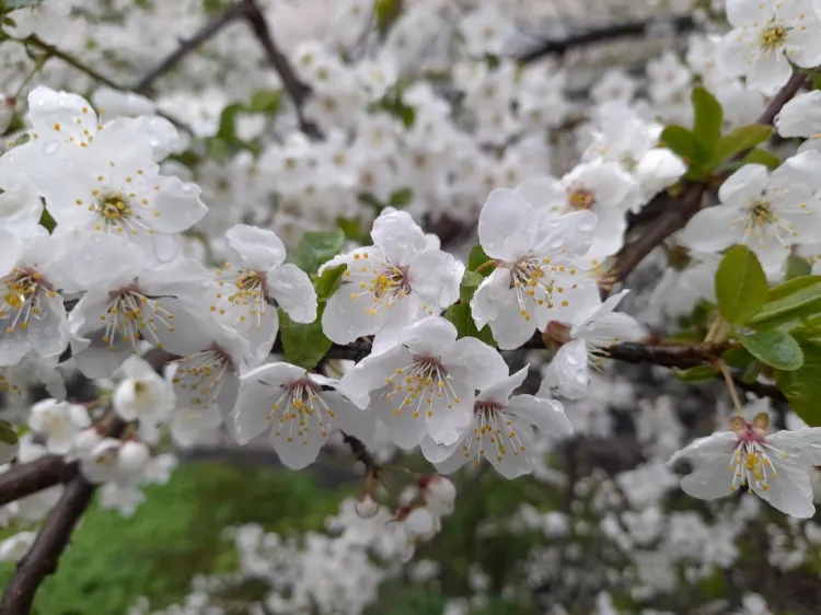 Цветущий вишневый сад фото - 60 картинок