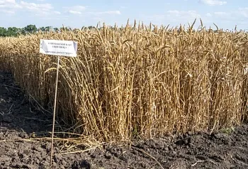 Российские био-модифицированные удобрения повысят урожайность до 30%