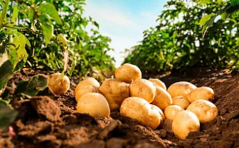 Холдинг запускает работу семеноводческого центра по производству посадочного материала картофеля