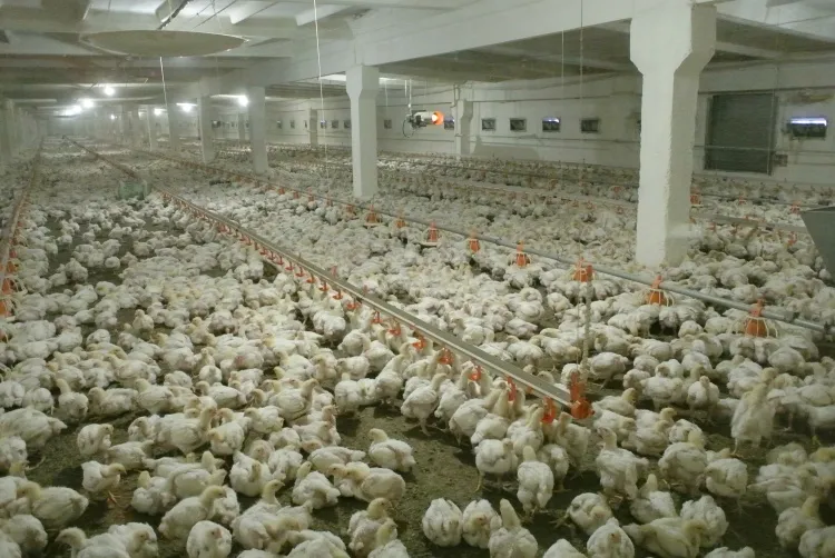 Российский экспорт мяса птицы: проблемы и перспективы