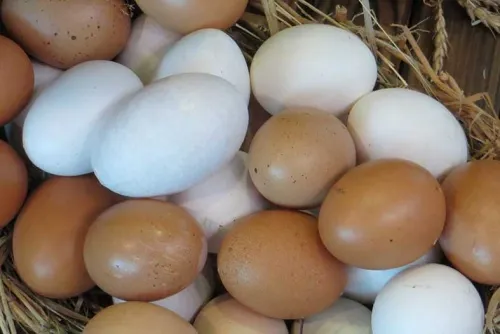 Ставрополье к 2024 году будет производить на экспорт до 180 млн куриных яиц