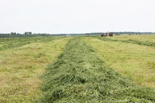 Агрофирмы холдинга приступили к первому в этом году укосу многолетних трав