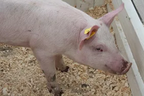 Содержание свиней на свинофермах подворий и крестьянских хозяйств «семейным способом»
