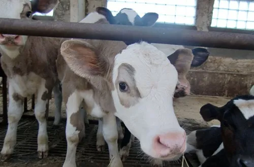 По итогам пяти месяцев в отрасли животноводства наблюдается увеличение производственных показателей