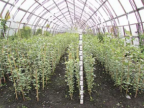 Оптимизация схемы посадки саженцев в плодовом питомнике