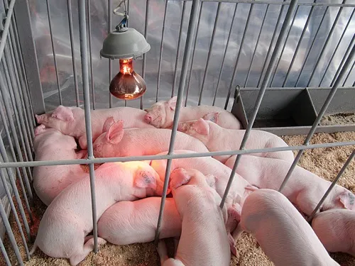 Многотактовые технологии содержания свиней