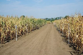 Особые зоны для производства семян