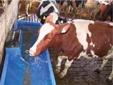 Будущее молочного скотоводства – в модернизации и за «прорывными» технологиями