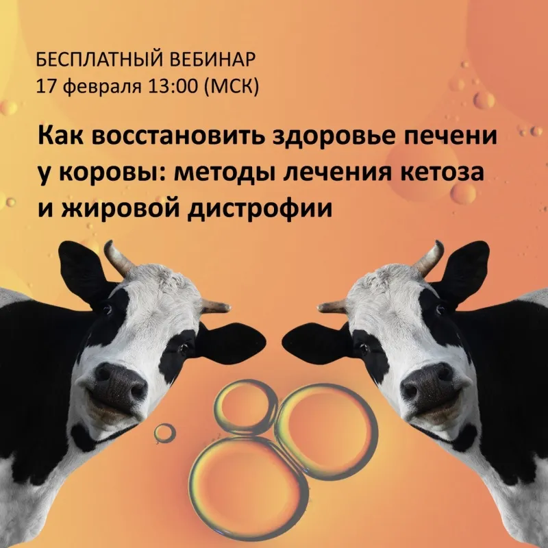 Геморрагический кишечный синдром убивает ваших самых продуктивных коров?