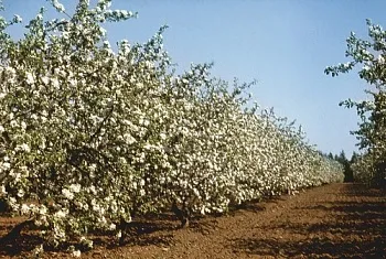 Планирование - залог успешного садоводства