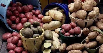 Выбираем правильный картофель
