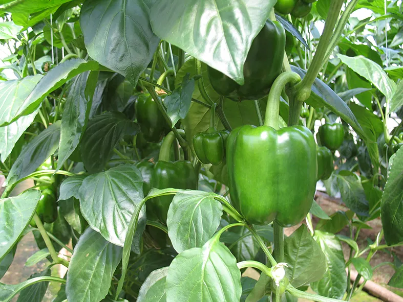 Выращиваем сладкий перец: как получить отличный урожай вкусного и богатоговитаминами овоща