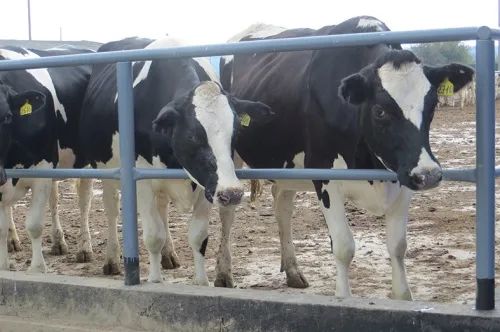 Оптимизируем белковое питание коров