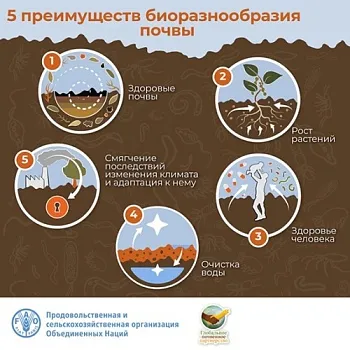 ФАО и биоразнообразие почв: на том стоим