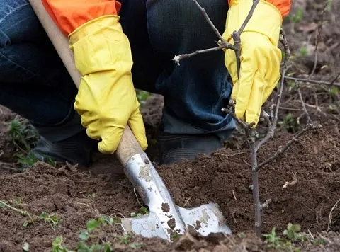Jak zasadit ovocné stromy na jaře a co je důležité vědět pro zahradníky a letní obyvatele?