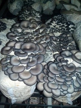 Экзотические грибы пошли в рост