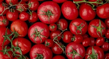 Как вырастить томаты в домашних условиях