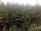 «Барыбино» плющит кукурузу