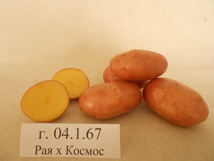 Зарегистрирован новый сорт картофеля «Амулет»