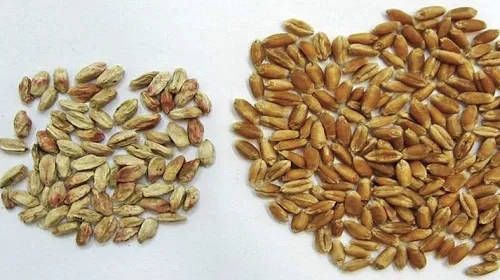 Эффективная защита зерновых и качество кормов