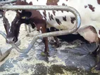 Коровник по размеру коровы