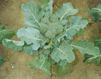 Особенности выращивания брокколи