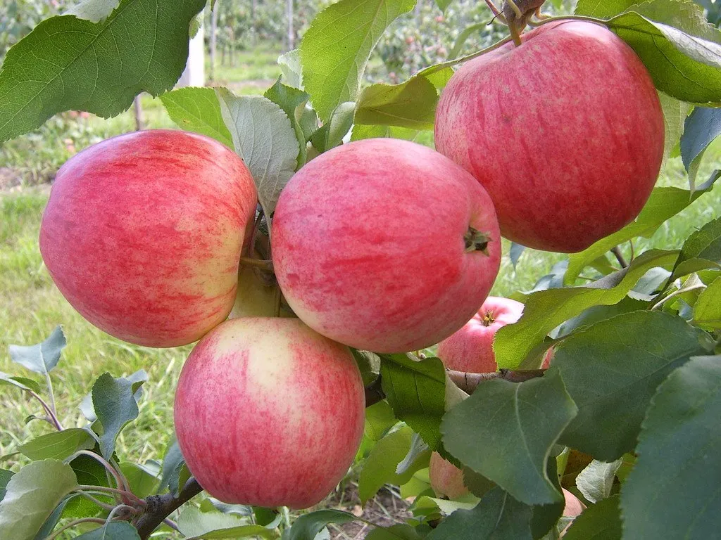 Топ-5 самых сладких яблонь