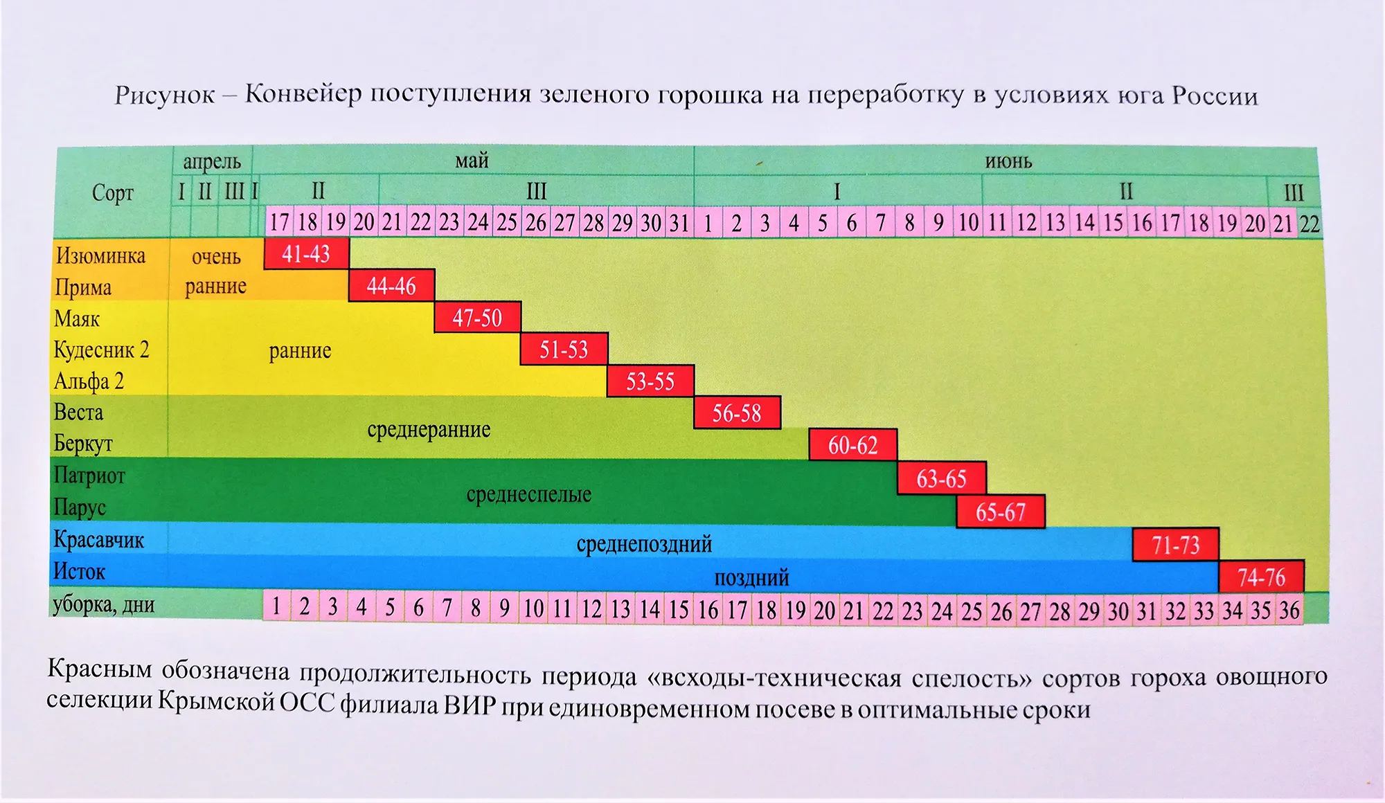 Конвейер сортов» гороха